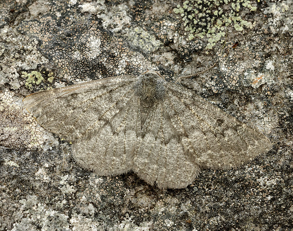 70.285 BF1963 Scotch Annulet Gnophos obfuscata