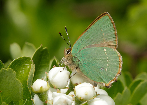Green Hairstreak Callophrys rubi