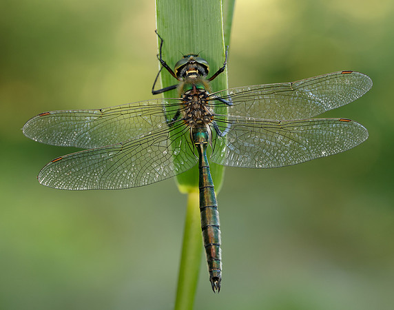Brilliant Emerald Somatochlora metallica