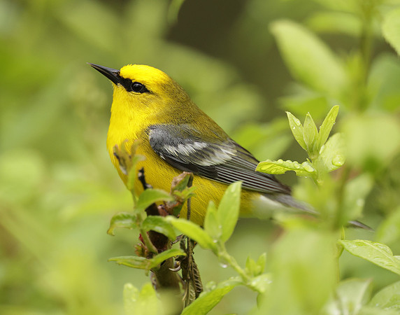 Blue-winged Warbler Vermivora cyanoptera