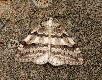 70.109 BF1797 Autumnal Moth Epirrita autumnata