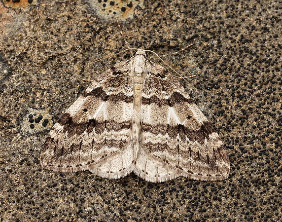 70.109 BF1797 Autumnal Moth Epirrita autumnata