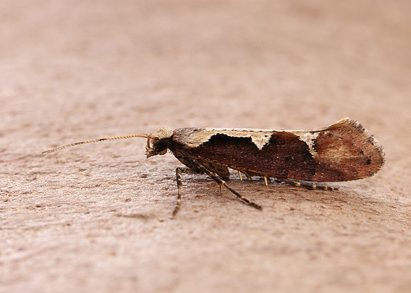 18.006 BF468 Rhigognostis incarnatella