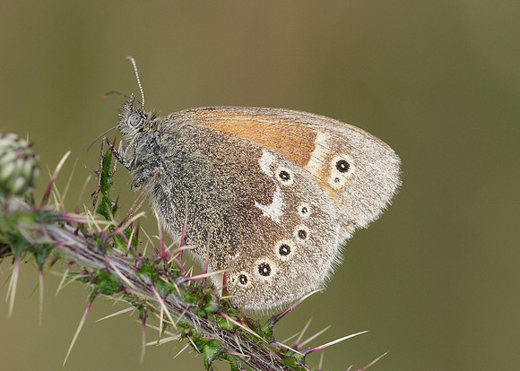 Large Heath Coenonympha tullia