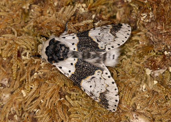 71.006 BF1996 Alder Kitten Furcula bicuspis