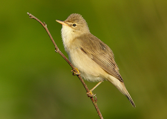 Marsh Warbler Acrocephalus palustris