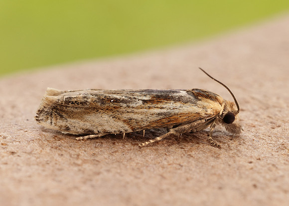 49.265 BF1201 Eucosma cana