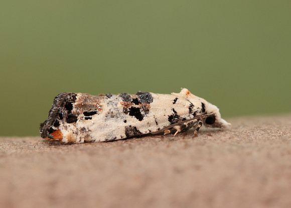 49.094 BF923 Phtheochroa sodaliana