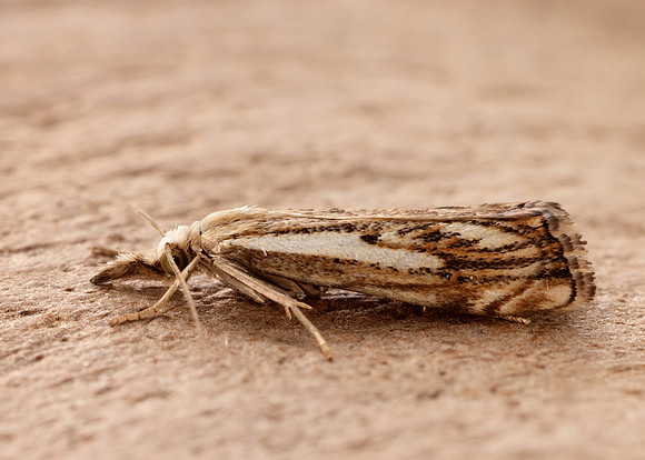 63.102 BF1316 Catoptria falsella