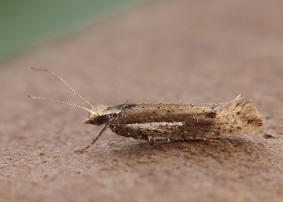 17.010 BF460 Ypsolopha parenthesella