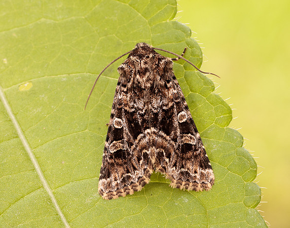 73.286 BF2167 Tawny Shears Hadena perplexa