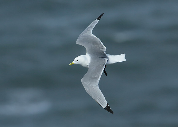Kittiwake Rissa tridactyla