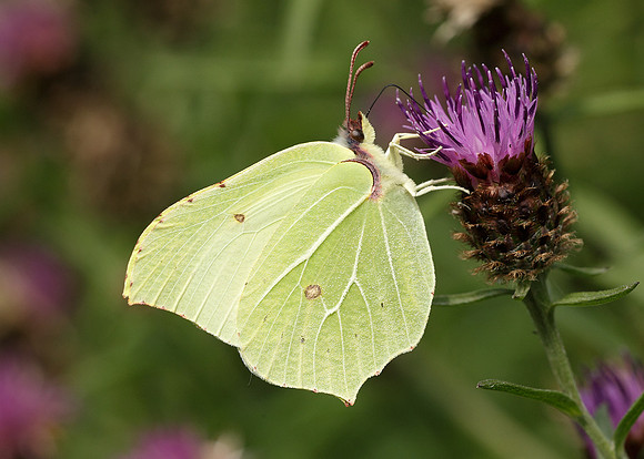 Brimstone Gonepteryx rhamni