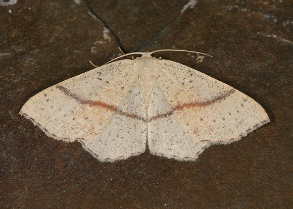 70.036 BF1680 Maidens Blush Cyclophora punctaria