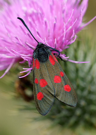 54.009 BF0171 Narrow-bordered Five-spot Burnet Zygaena lonicerae