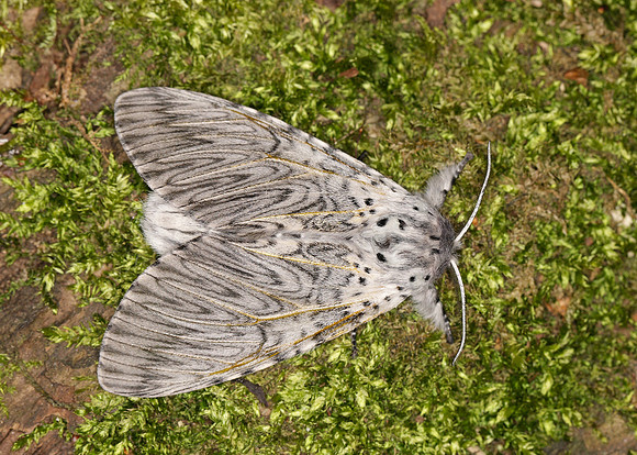 71.003 BF1995 Puss Moth Cerura vinula