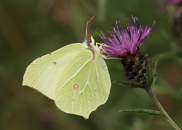 Brimstone Gonepteryx rhamni
