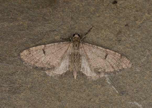 70.171 BF1844 Ochreous Pug Eupithecia indigata