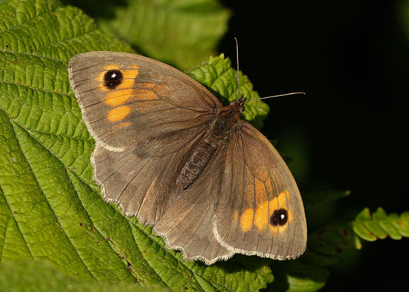Meadow Brown Maniola jurtina