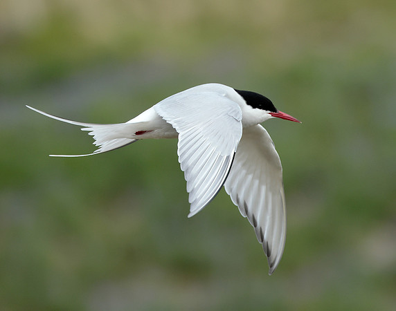 Arctic Tern Sterna paradisaea