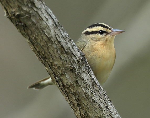 Worm-eating Warbler Helmitheros vermivorum