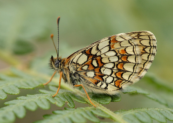 Heath Fritillary Melitaea athalia