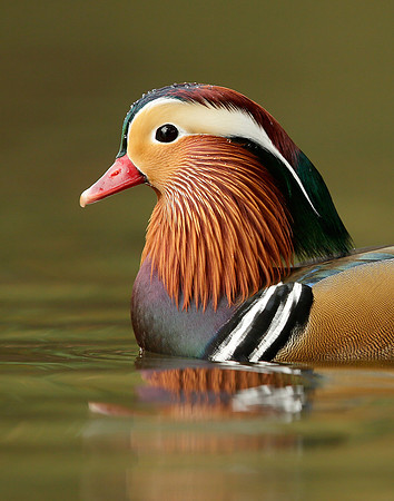 Mandarin Aix galericulata