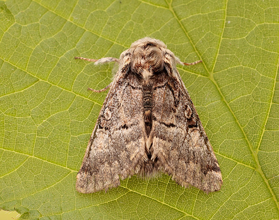 73.032 BF2425 Nut-tree Tussock Colocasia coryli