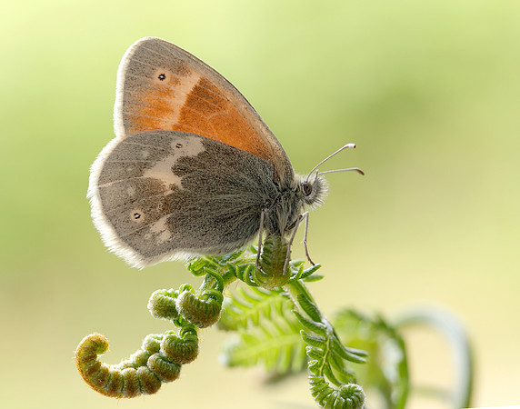 Large Heath scotica Coenonympha tullia scotica