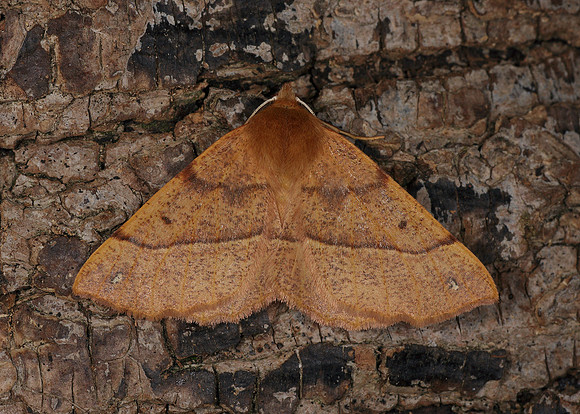 70.244 BF1923 Feathered Thorn Colotois pennaria