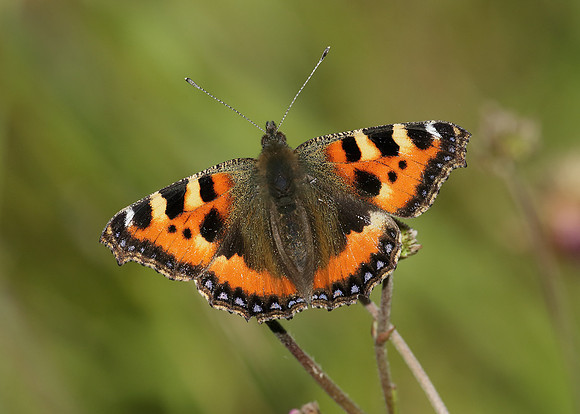 Small Tortoiseshell Aglais urticae