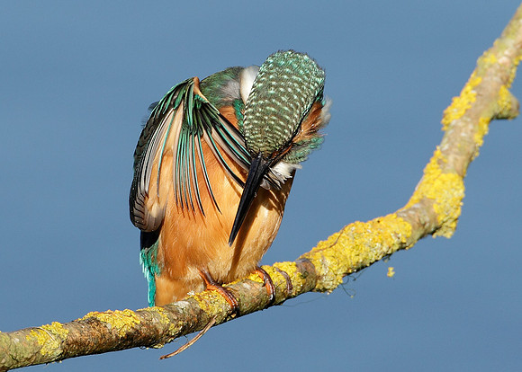 Kingfisher Alcedo atthis