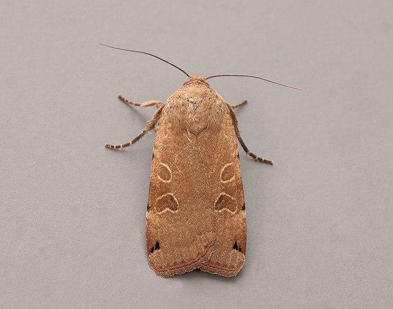 73.344 BF2108 Lunar Yellow Underwing Noctua orbona