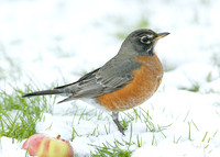 American Robin Turdus migratorius