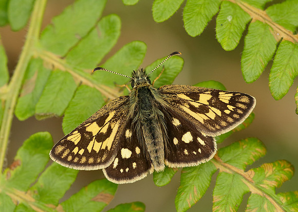 Chequered Skipper Carterocephalus palaemon