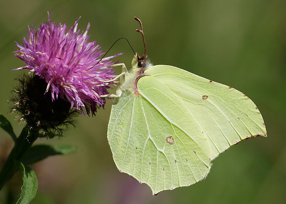 Brimstone Gonepteryx rhamni