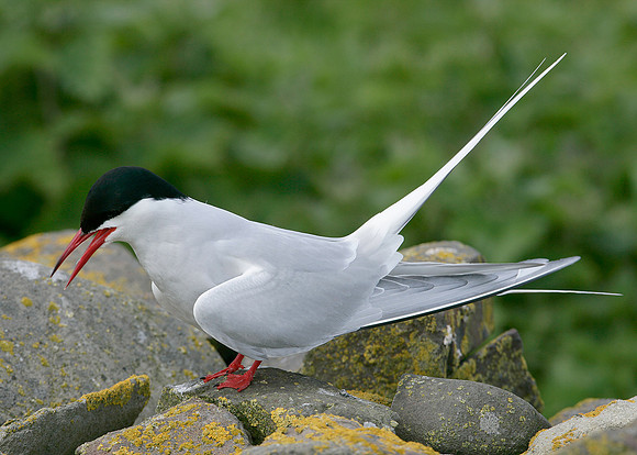Arctic Tern Sterna paradisaea