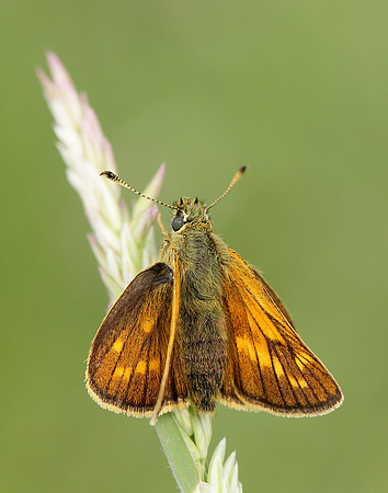 Large Skipper Ochlodes venata