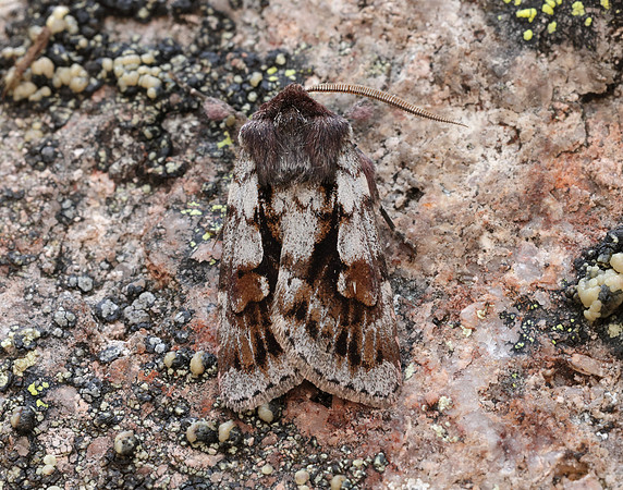 73.363 BF2125 Northern Dart Xestia alpicola