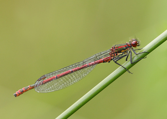 Large Red Damselfly Pyrrhosoma nymphula