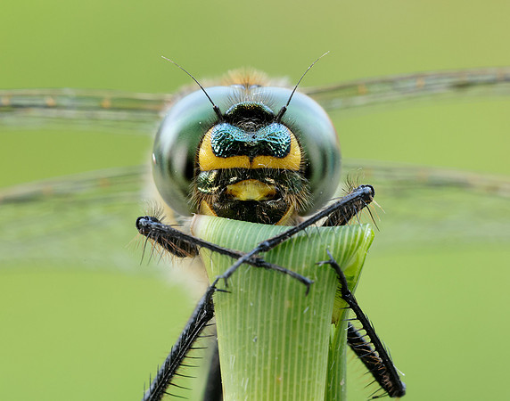 Brilliant Emerald Somatochlora metallica