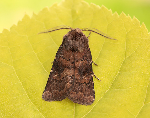 73.102 BF2302 Brown Rustic Rusina ferruginea