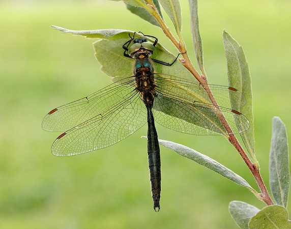 Northern Emerald Somatochlora arctica