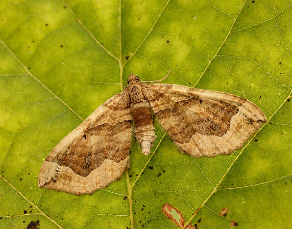 70.069 BF1749 Dark Spinach Pelurga comitata