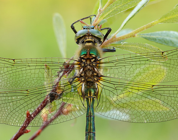 Brilliant Emerald Somatochlora metallica
