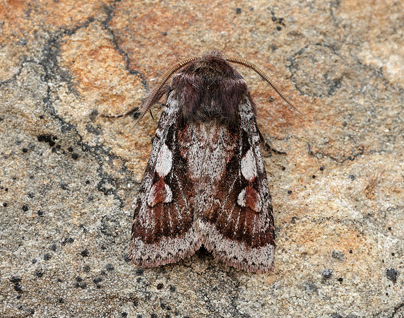 73.363 BF2125 Northern Dart Xestia alpicola