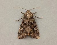 73.274 BF2154 Cabbage Moth Mamestra brassicae