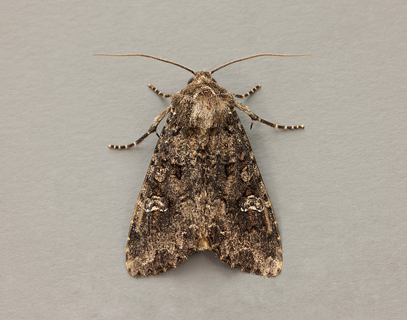 73.274 BF2154 Cabbage Moth Mamestra brassicae