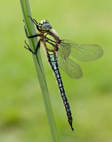 Hairy Dragonfly Brachytron pratense