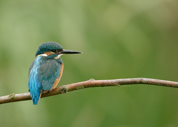 Kingfisher Alcedo atthis